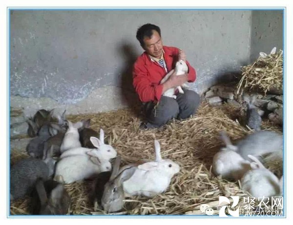 养兔致富的男能人