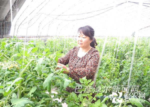 夫妇俩搞养殖、种大棚蔬菜带动全村人致富