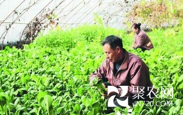 黑龙江牡丹江市现已建成15万亩出口蔬菜生产基地