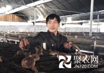 安徽:废树枝“种”出致富“菌”