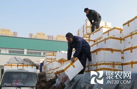 云南百余吨蔬菜“北上”直供乌鲁木齐市场