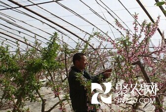 平凉崆峒区史家沟示范点反季节水果将于4月上市
