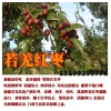 新疆枣农直销红枣