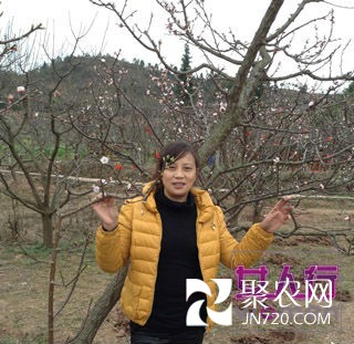 山村里飞出只“金凤凰” 龙马潭区养鸡达人肖兴群