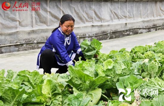 杨爱东:大山里的致富带头人