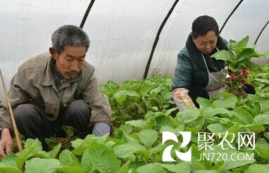 四川省泸县:发展沿江蔬菜种植助农增收