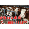 湖南肉牛养殖场出售小牛犊西门塔尔牛鲁西黄牛