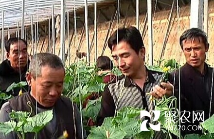 从大棚蔬菜走出的富民书记修华