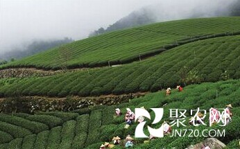 天津:陈茶“穿新衣” 春茶看“证件”