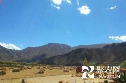西藏粮食产量屡创新高 农户坐等数钱