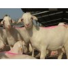 规模化养殖澳洲白山羊