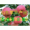 １５２６６６８８５８５山东红富士苹果信息f