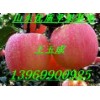 13969900925大量供应红富士苹果