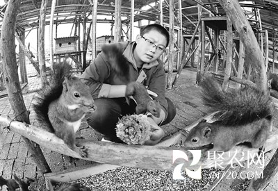宠物松鼠圆他致富梦