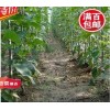 山楂树 苹果树 核桃树 金叶榆 香花槐