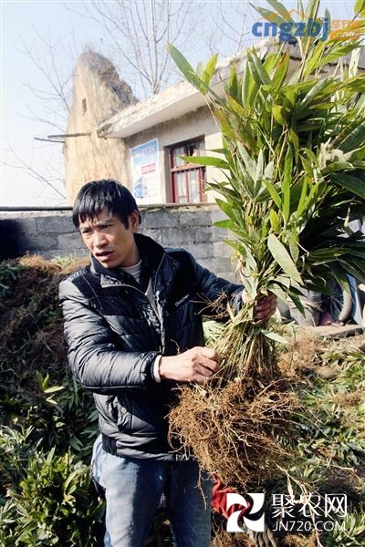 从砍树养家到种树致富