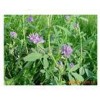 牧草种子 紫花苜蓿种子