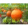 供应瑞红洋香瓜