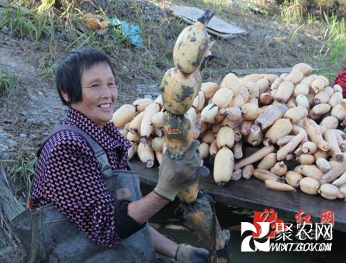返乡民工邓柏佑种莲藕 致富奔小康