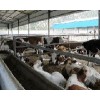 山西肉牛养殖场品种齐全