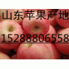 低价供应红富士苹果15288806558