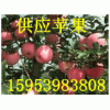 ［15953983808］出售红富士苹果