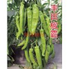 高产辣椒种子