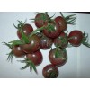 高产硬果樱桃番茄种子
