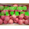 15953983808红富士苹果供应/山东红富士苹果大姜急售