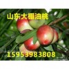 15953983808山东大棚油桃价格/供应山东大棚油桃