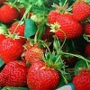 四季草莓种苗 四季草莓——美德莱特