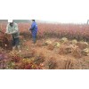 江西木荷|一公分江西木荷苗|各种规格江西木荷苗