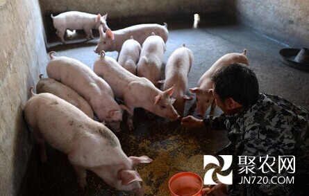 “盲猪倌”的“翻身”梦