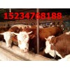 山西养殖专业合作社出售肉牛