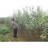 供应优质苹果树/123苹果树/绿化果树