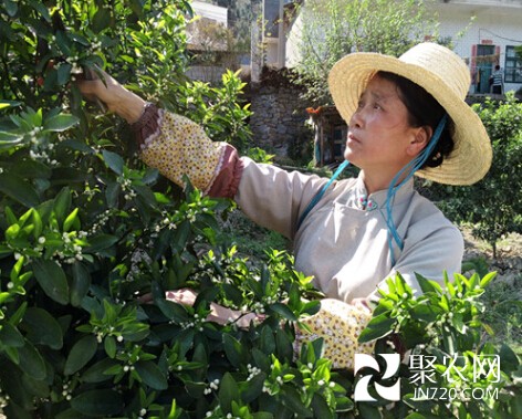 巾帼支书王兰英：带领群众走上发家致富路