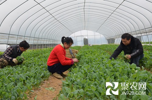 建高山蔬菜基地 为村民铺设致富路