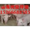 １５２６６６８８５８５仔猪供应价格