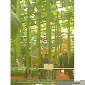 观食两用—2米太空特长丝瓜种子