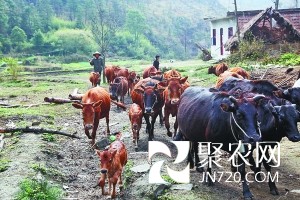 “牛司令”带着全村养牛致富