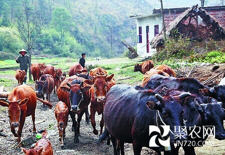 兄弟打造家庭农场 带全村致富