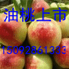 15092861333大量供应西瓜油桃最新价格