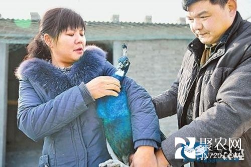 “孔雀夫妻”布天亮夫妇的孔雀致富经