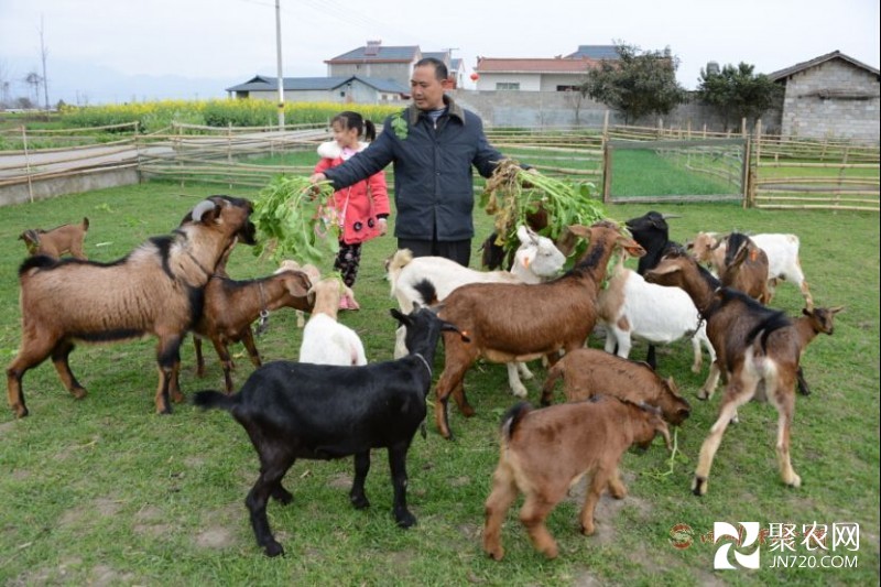 回乡圆“养羊梦” 陈文强带乡邻们走上致富路