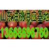 13668696760山东油桃供应基地山东油桃价格