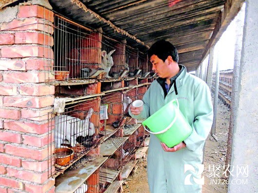 养獭兔10年 老兵成“兔子王”