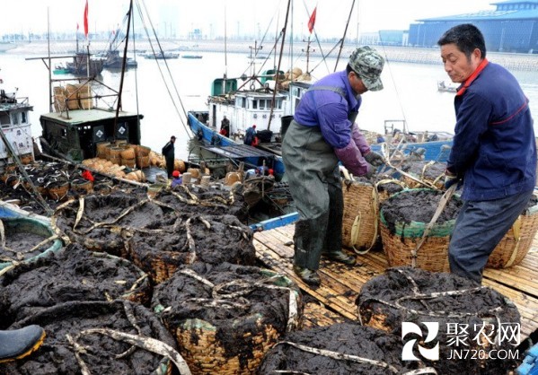 江苏连云港沿海13万亩紫菜大丰收 亩收益近5万元