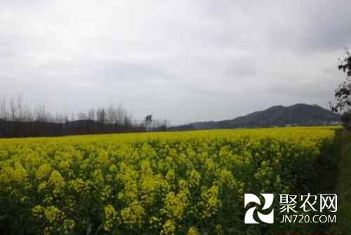 湖南中方县桐木镇油菜种植面积稳步发展