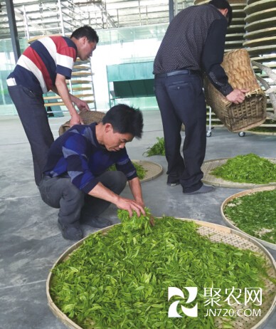 根植于茶乡的致富带头人