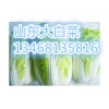 山东临沂大白菜山东日照大白菜大量供应